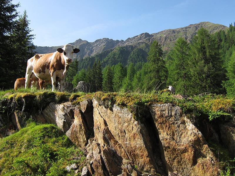 salzkofel